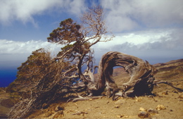 Ausflug zum Sabinar auf El Hierro
